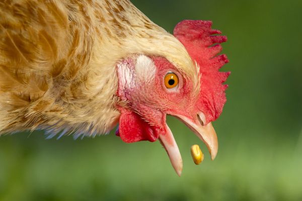 Haushuhn. Henne pickt ein Korn