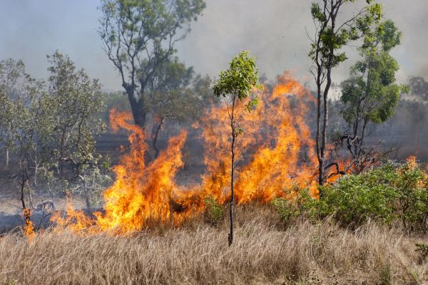 Buschfeuer im Litchfield Nationalpark. Northern Territory, Australien