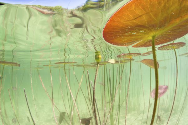 Weisse Seerose (Nymphaea alba). Unterwasseransicht von Blaettern und Staengeln in einem See