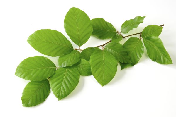 Rotbuche (Fagus sylvatica ), Zweig mit Blaettern als Freisteller