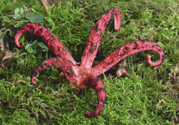 Tintenfischpilz (Clathrus archeri, Anthurus archeri). Der typische Fruchtkoerper hat in kurzer Zeit seine typischen Arme ausgestreckt