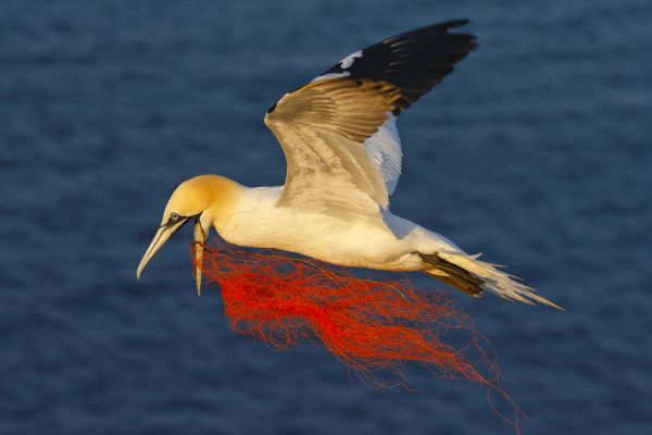 Ein Basstoelpel (Sula bassana, Morus bassanus) im Flug, mit einem Netzrest im Schnabel. Schleswig-Holstein, Deutschland
