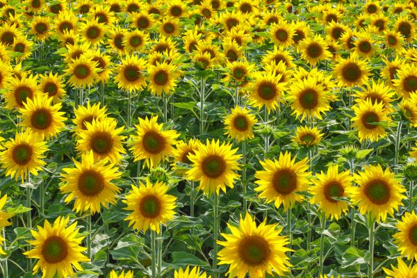 Sonnenblume (Helianthus annuus). Feld mit bluehenden Pflanzen