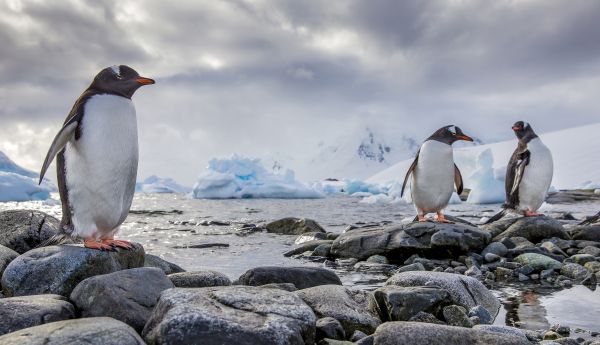 Eselspinguin (Pygoscelis papua). Drei Tiere stehen auf einem Felsstrand. Antarktis