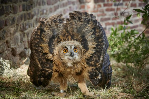 Europaeischer Uhu (Bubo bubo). Drohender Jungvogel