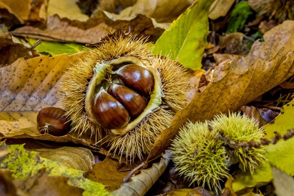 Esskastanie, Edelkastanie (Castanea sativa). Kastanien, sogenannte Maronen, in aufgesprungener Schale am Boden