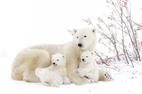 Eisbaer (Ursus maritimus). Ruhende  Mutter mit Jungen im Wapusk Nationalpark, Manitoba, Kanada