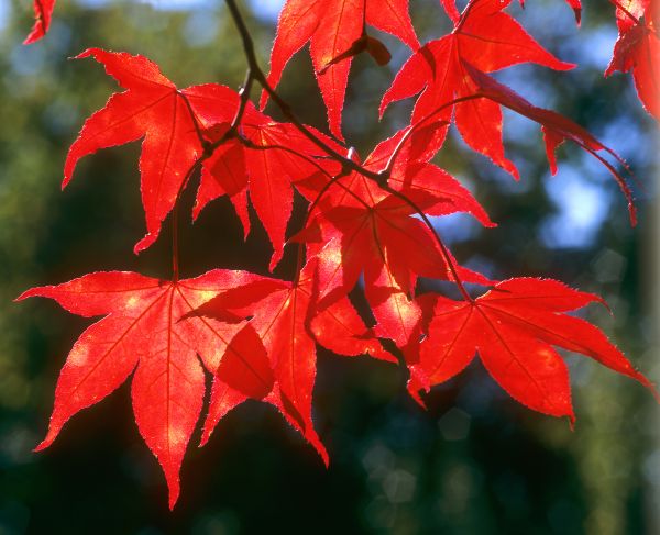 Roter Faecher-Ahorn (Acer palmatum). Blaetter im Herbst
