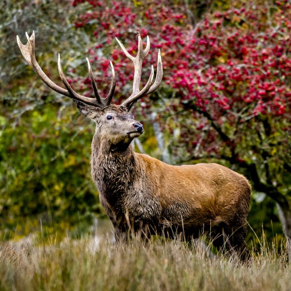 Rothirsch (Cervus elaphus). Kapitaler Hirsch steht im Herbst vor fruchtendem Weissdorn