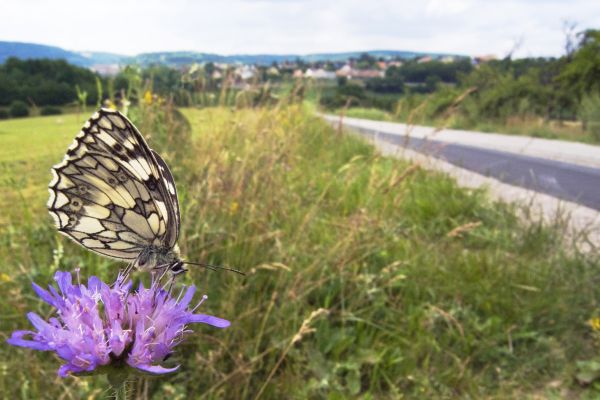 Schachbrett, Damenbrett (Melanargia galathea). Schmetterling auf einer Skabiosenbluete am Strassenrand