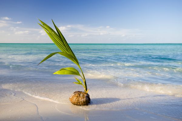 Auskeimende Kokosnuss (Cocos nucifera) an einem tropischen Strand. Keeling Islands, Australien