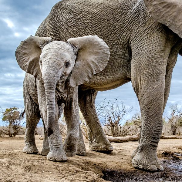 Afrikanischer Elefant (Loxodonta africana). Ein Kalb neben seiner Mutter an einem Wasserloch. Botswana