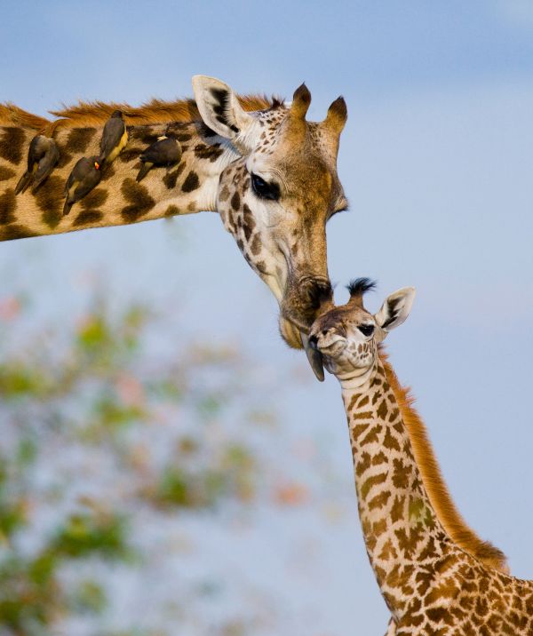 Massai-Giraffe (Giraffa tippelskirchi). Eine Mutter leckt ihr Junges. Masai Mara, Kenia