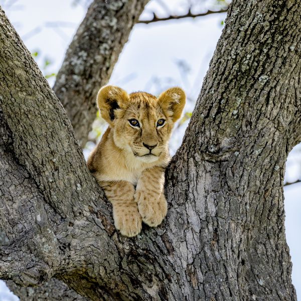 Afrikanischer Loewe (Panthera leo). Ein Loewenbaby steckt auf einer Wuestendattel fest. Masai Mara National Reserve. Kenia