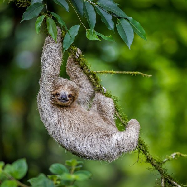 Braunkehl-Dreifingerfaultier (Bradypus variegatus) haengt an einem Ast. Costa Rica