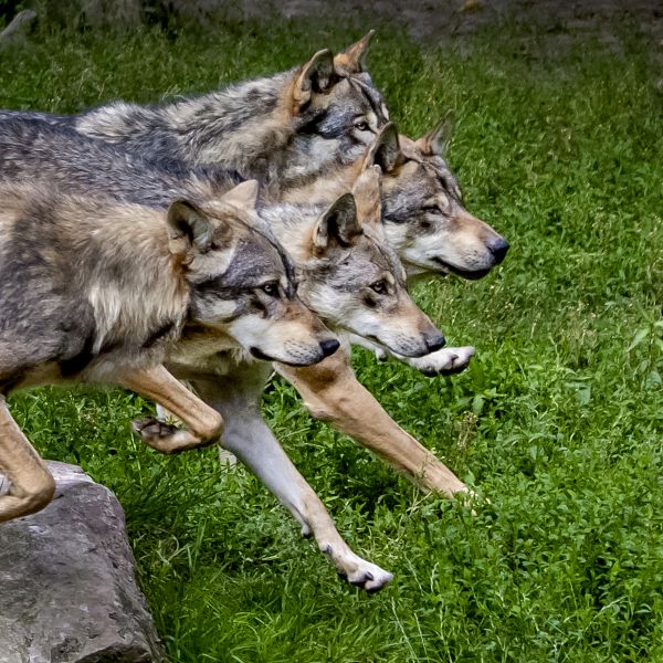 Europaeischer Wolf (Canis lupus lupus). Vier erwachsene Woelfe rennten im sommerlichen Laubwald