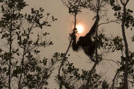 Borneo-Orang-Utan (Pongo pygmaeus). Ein junges Maennchen klettert in einem Baum. Der Himmel ist durch Brandrodungen mit Rauch verschleiert. West Kalimantan, Borneo, Indonesien