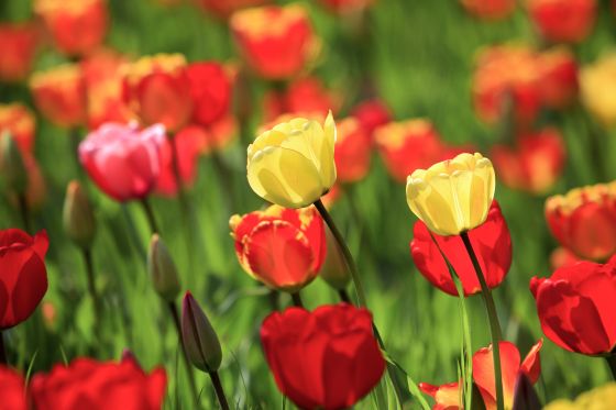 Bluehende rote und gelbe Tulpen (Tulipa sp.)